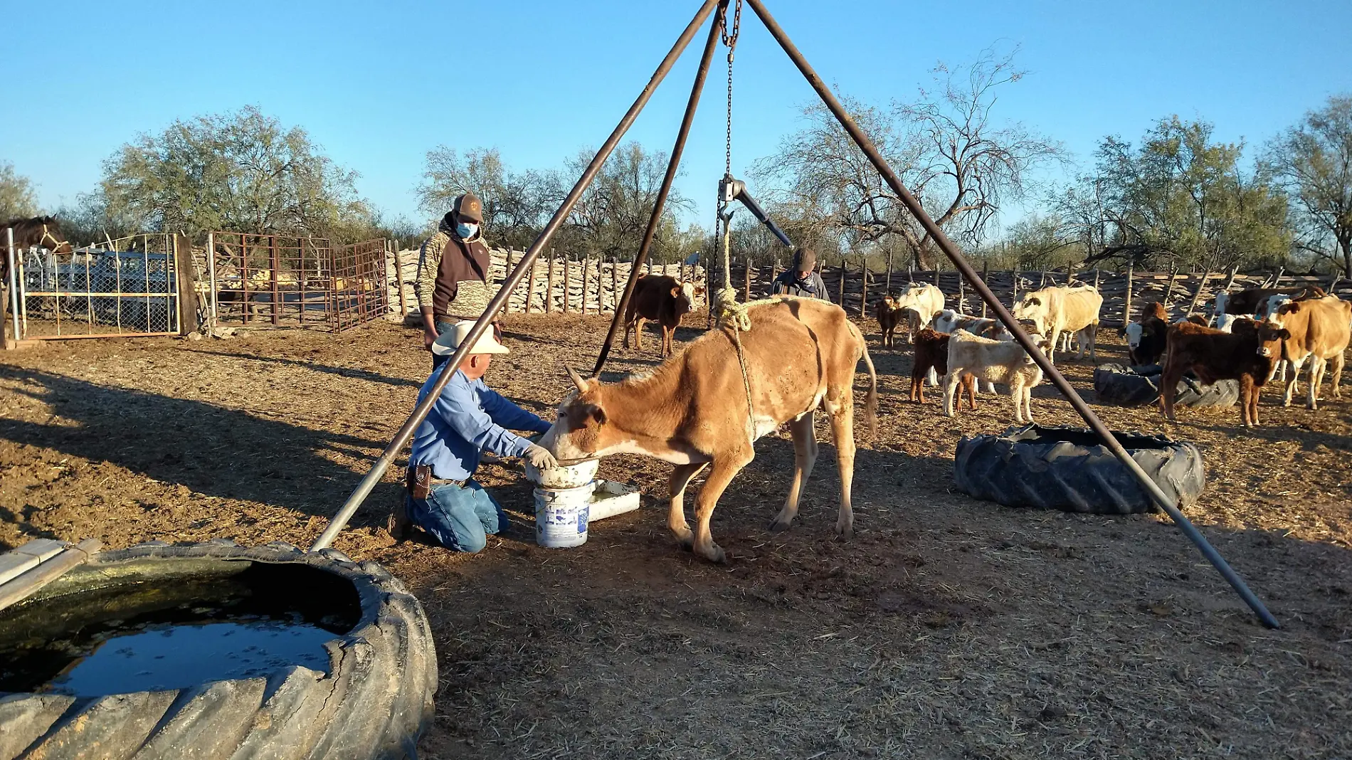 Ganaderos alimentando a una vaca débil